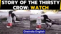 Thirsty Crow story from Panchatantra comes alive: Watch | Oneindia News