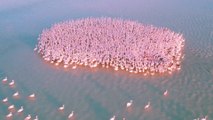 Pink flamingos take shelter on Kazakhstan's Karakol Lake