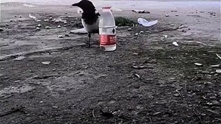 The Thirsty Crow