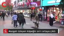 Mazgalı izleyen köpeğin sırrı ortaya çıktı