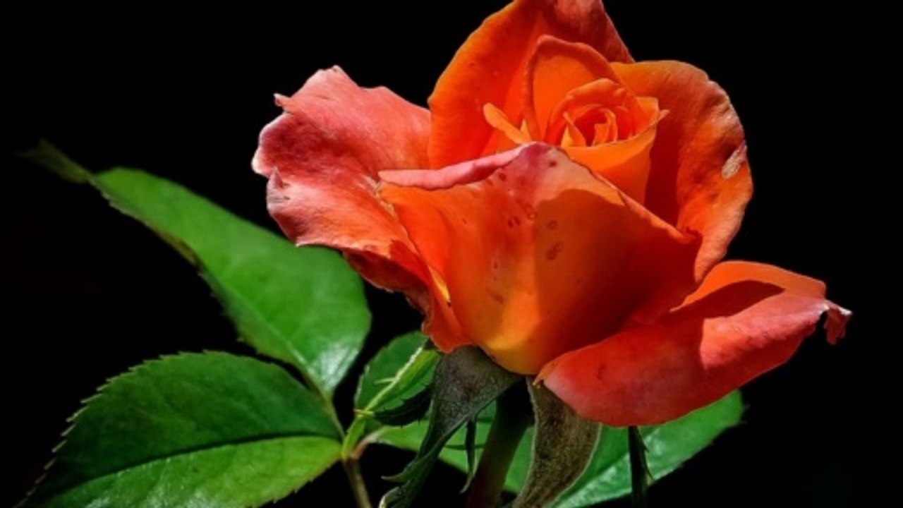 El uno para el Otro. Poemas. El rincon Romantico