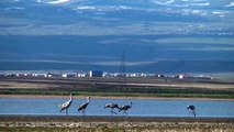 KARS - Eski günlerine dönen Kuyucuk Gölü 110 kuş türünü ağırladı