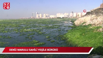 Download Video: Deniz marulu, sahili yeşile bürüdü