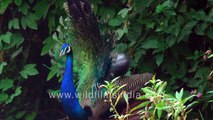 Bachha mor tries his new wing feathers - fall drastically short for full sized male Peacock train!