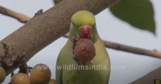 Tota Parakeet eats figs of Ficus glomerata or gular tree in the heart of Delhi