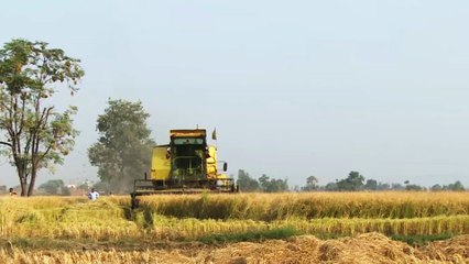 باكستان.. نزاع بسبب اقتراح نيودلهي بتصنيف أرز بسمتي على أنه هندي