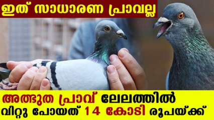 New Kim, three year old dove sold for 14 crore