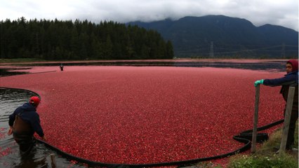 Ocean Spray Hires Seasonal Employees To Keep Up With Booming Demand