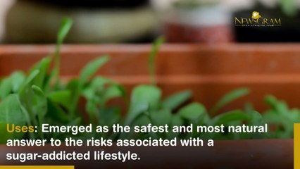 Sustainable Kitchen Herbs Gardening And It's Benefits