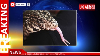 2020's back at it! Sightings of ravenous 4-foot lizards surge in southeastern US