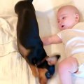 Excited Puppy Snuggles up to Baby