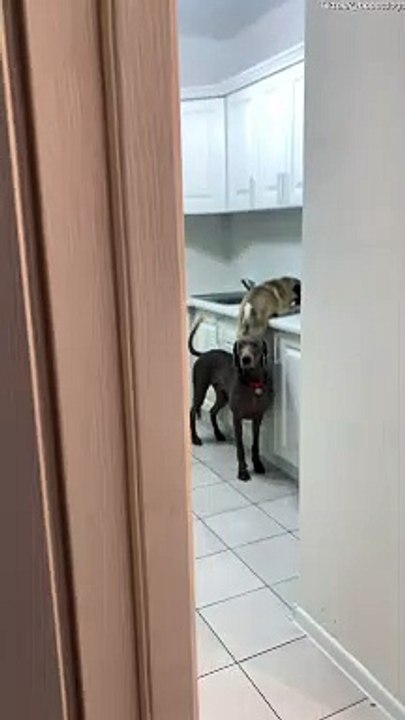 Desperate Doggies Team up to Steal Cake