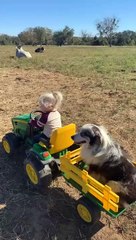 Little Girl and Her Dog Help Herd the Goats