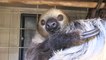 Pat McMahon Introduces You To Fernando the Sloth