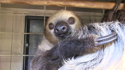 Pat McMahon Introduces You To Fernando the Sloth