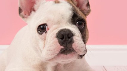 10 nombres para perros inspirados en el arte