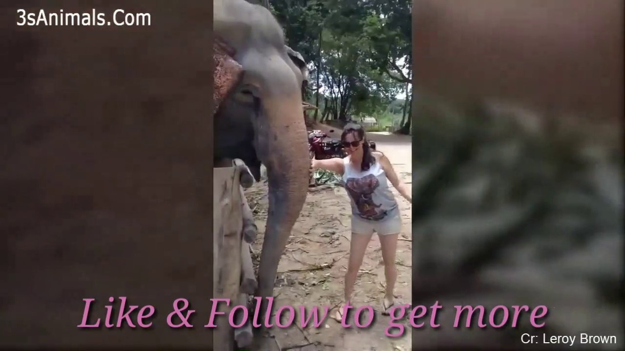 Man vs anjmal! top funny moment 2020! Comedy video