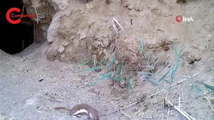 Yer: Kırıkkale... Fotokapanlar vahşi doğayı böyle görüntüledi!