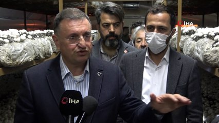Hatay'da hedef 3 bin ton mantar üretimi