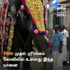 The Bond Between This Elephant And Its Mahout Will Make Your Day