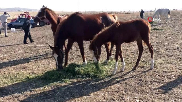 Bozkırın ortasında şampiyon yarış atları yetiştiriliyor