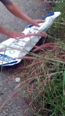 Couple Help Remove Can From Lizards Head