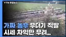 행정 허점 노린 '가짜 농부' 200여 명 무더기 적발...시세 차익만 140억 / YTN
