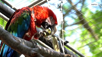 Araras vermelho-verdes retornam para a natureza na Argentina pela primeira vez em 150 anos