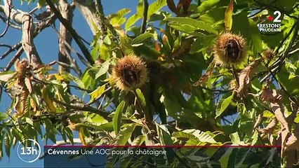 Cévennes : les châtaignes obtiennent le label AOC