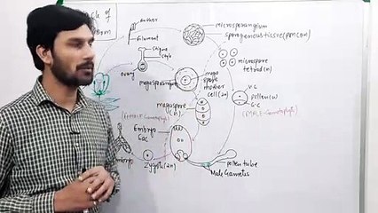 Angiosperms Part-5 Life Cycle