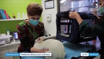 Ostéopathie : soigner les animaux par la médecine douce