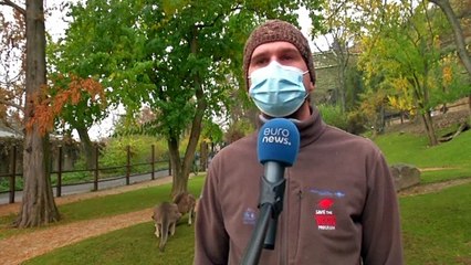 Zoo de Praga angaria fundos para alimentar animais