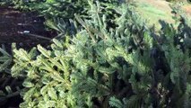 Exploitation de sapins de Noël en Isère