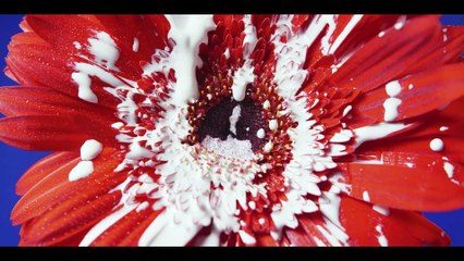 ‘Dueles’, el primer sencillo de Tu peleas como una vaca.