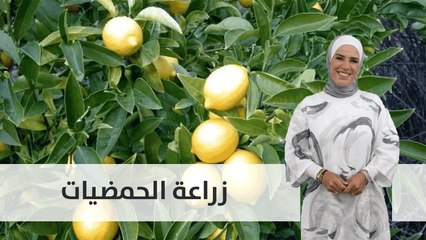 طرق زراعة الحمضيات والاهتمام بها