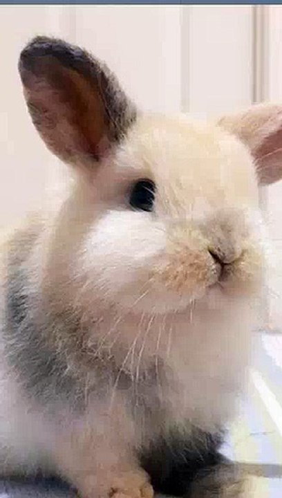 abbitdotbunny