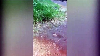 Moradores reclamam de vazamento de esgoto no Bairro Tarumã