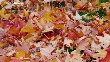 Disfrutar de los jardines del mundo sin salir de Berlín