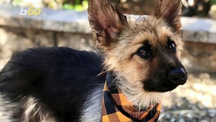 Check Out This Adorable German Shepherd with Dwarfism