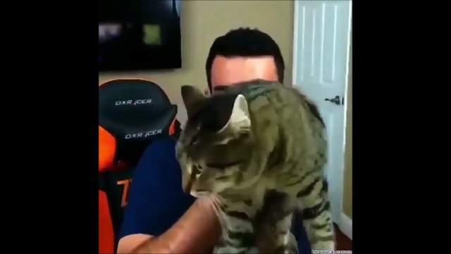 Ce streamer va vite comprendre que son chat le déteste