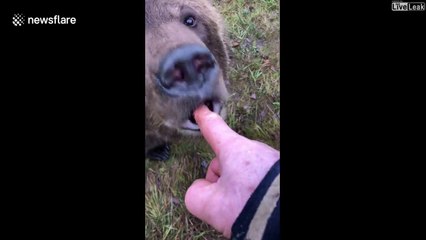 Il a vraiment confiance en son ours