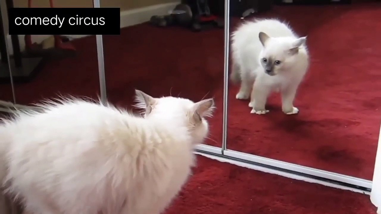 Funny animals act