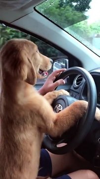 Driving Golden Retriever Puppy