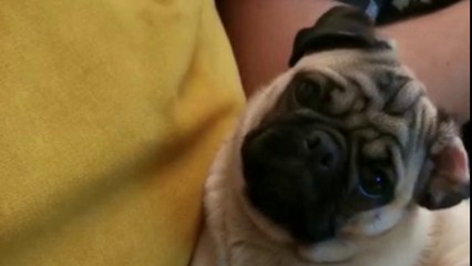 Berta auf Fuerteventura 03