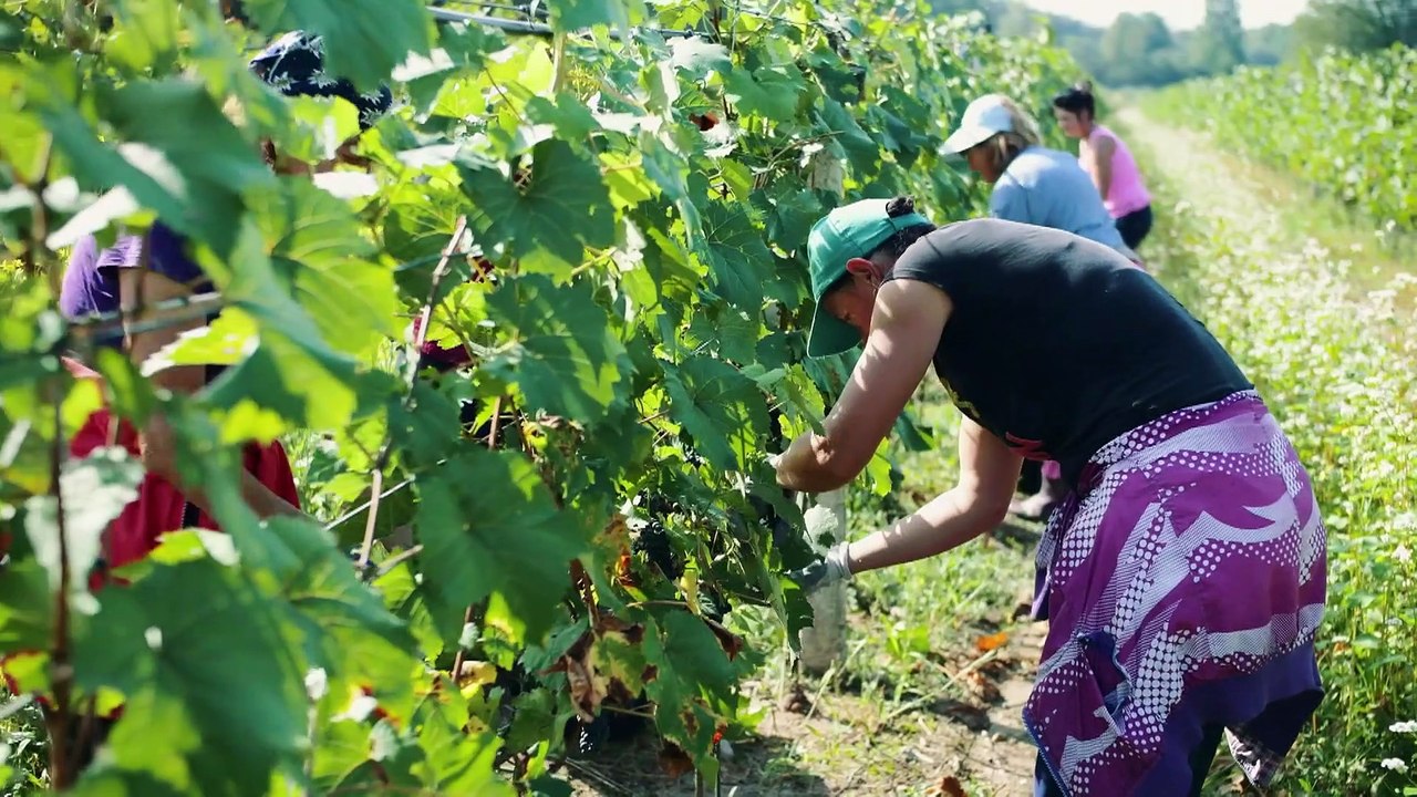Freude über den Klimawandel: Englische Weine auf dem Vormarsch