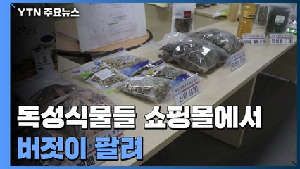 "몸에 좋다고?"...독성식물들 쇼핑몰서 버젓이 팔려 / YTN