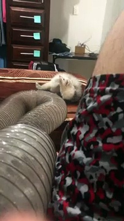 Ferret Falls From Bed