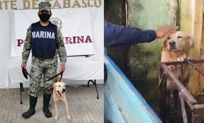 El perrito rescatado en Tabasco por la Marina