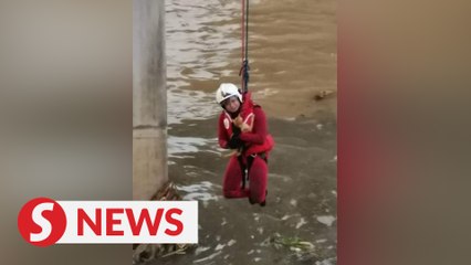 Firefighters rescue cat from Puchong river