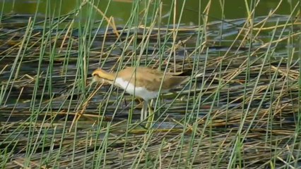 Amazing Indian wildlife, if you love wildlife then watch this full video